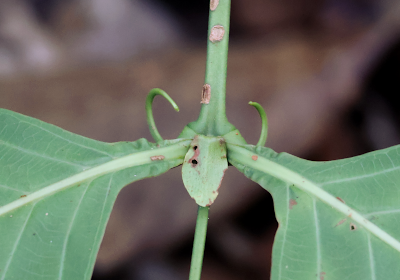 Uncaria longiflora