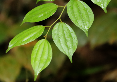 Ziziphus elegans